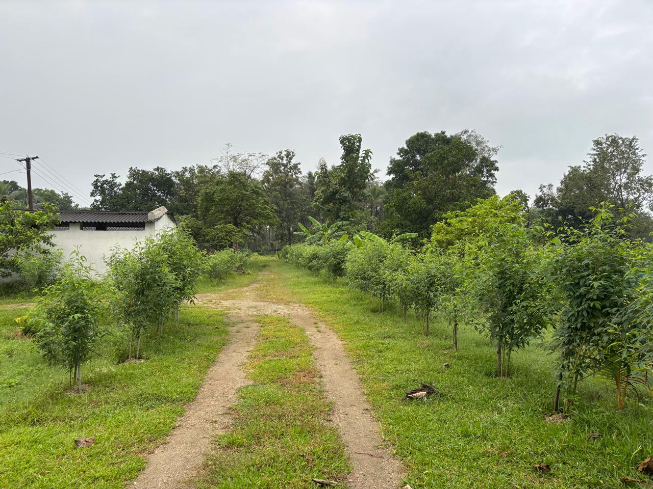 Tree plantation and environmental conservation