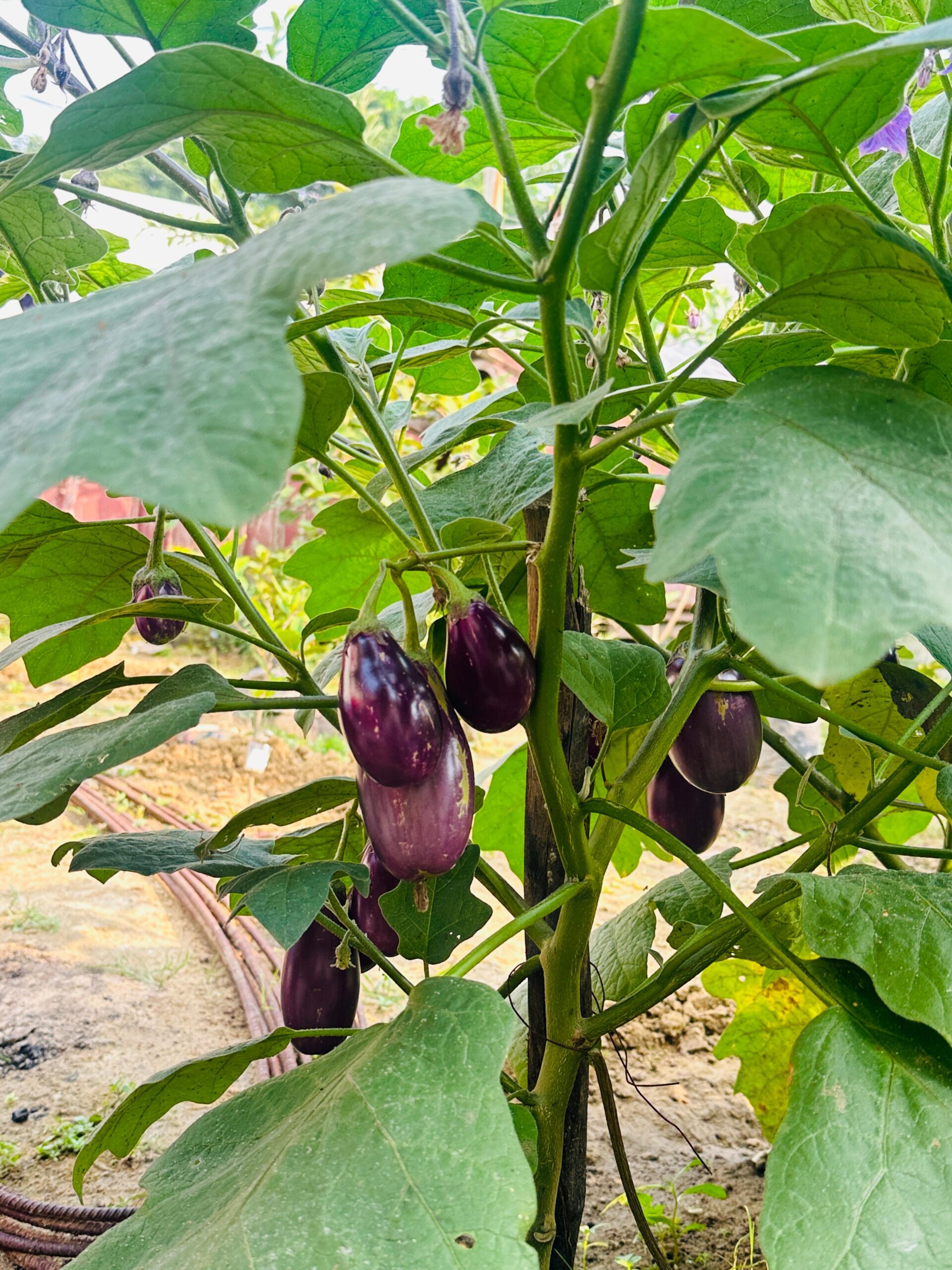 Natural farm produce